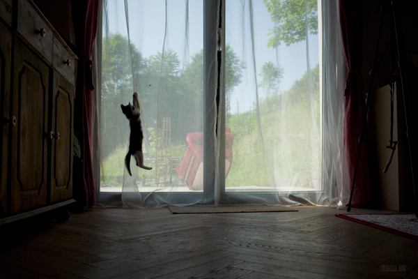 245 :: Catching flies